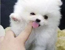 博美犬|博美幼犬刚到家的饮食和排便注意事项