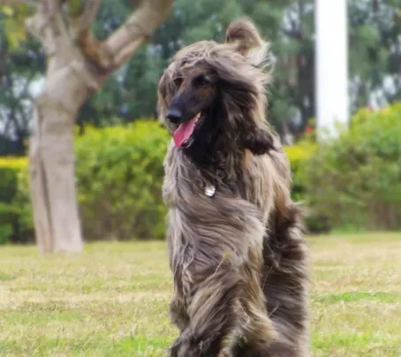 阿富汗猎犬吃什么好 健康科学的喂养 | 阿富汗猎犬