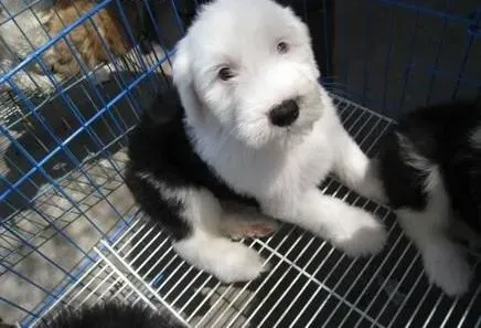 古代牧羊犬|什么原因让古代牧羊犬毛色不断的变化