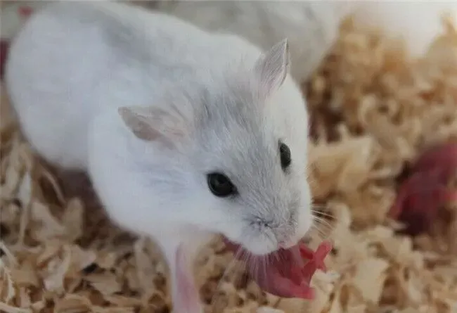 银狐仓鼠吃什么 主食各种杂草种子和粮食 | 银狐仓鼠