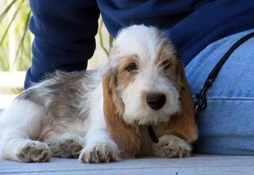 贝吉格里芬凡丁犬好养吗   狗粮要精挑细选 | 贝吉格里芬凡丁犬