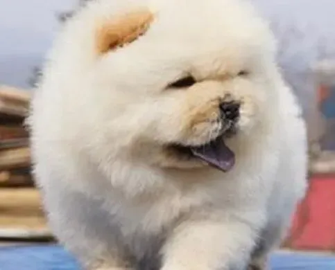 松狮犬|松狮犬感冒咳嗽有痰是怎么回事