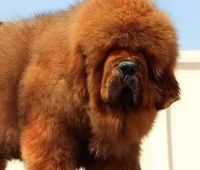 藏獒|如何让你的藏獒吃出健康吃出美丽来