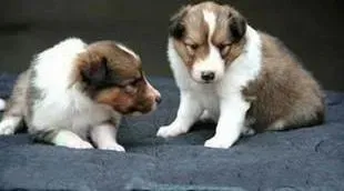 喜乐蒂|喜乐蒂犬太瘦了也不长肉 如何是好