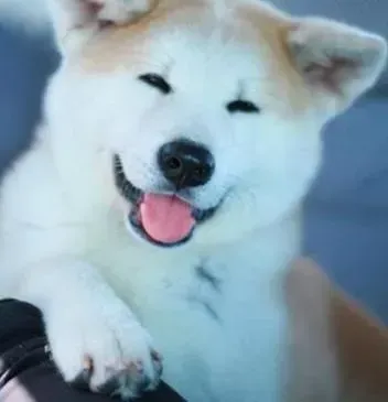 秋田犬|如何训练可以让秋田犬学会直立行走
