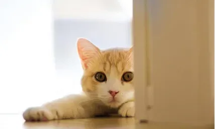 怎么判断小猫的心情 从各种动作反映出来 | 猫