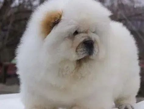 松狮犬|两个月的松狮犬不吃东西，呕吐该怎么办