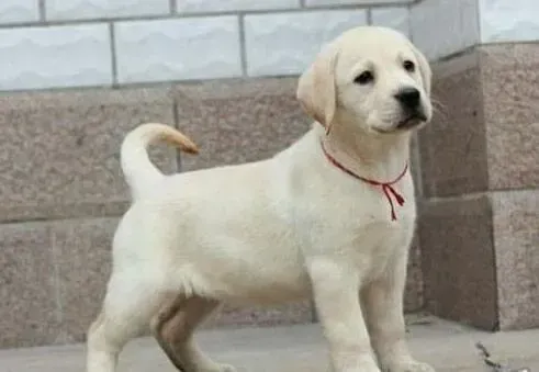 拉布拉多|拉布拉多犬睡醒后总是干呕怎么办