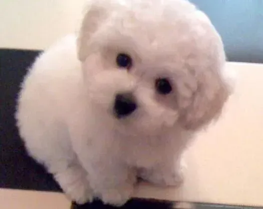 比熊犬|比熊犬总吃石子这是为什么 如何纠正过来