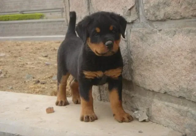 罗威纳犬|罗威纳犬最近发烧，流鼻涕应该吃什么药