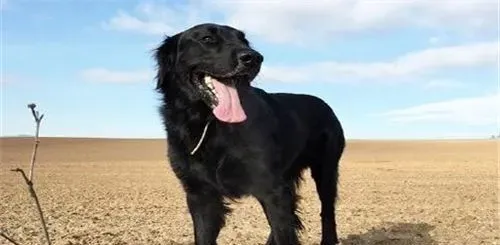 卷毛寻回犬体型 公犬的高度在63到68厘米 | 卷毛寻回犬