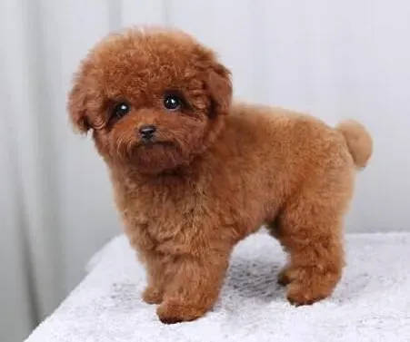 泰迪犬|如何为泰迪犬制作美食——香喷喷的小饼干