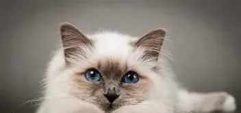 猫能吃海鲜吗 哪些海鲜不能喂猫需要注意事项 | 猫