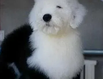 古代牧羊犬|新到家中的古代牧羊犬身体有皮屑可以经常洗澡吗