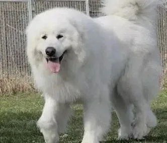 大白熊犬|大白熊犬吃了老鼠药怎么办