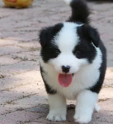 边境牧羊犬|不要喂食边境牧羊犬鸡鸭的骨头