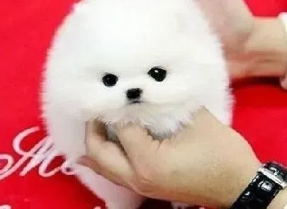 博美犬|博美犬晚上睡不好，没精神没事吧