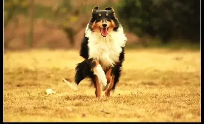 喜乐蒂|给喜乐蒂犬打什么牌子疫苗好