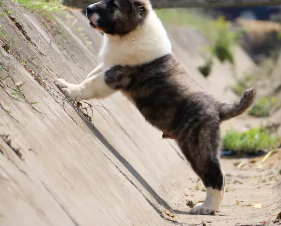 中亚牧羊犬|中亚牧羊犬呕吐粘液拉稀不吃不喝