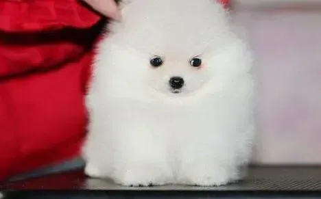博美犬|博美犬关节变大了这是缺钙还是补钙太多了