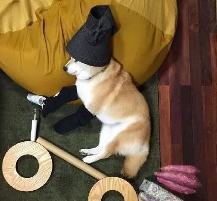 柴犬换牙期有什么症状 如何缓解柴犬牙齿疼痛不舒适的症状 | 柴犬