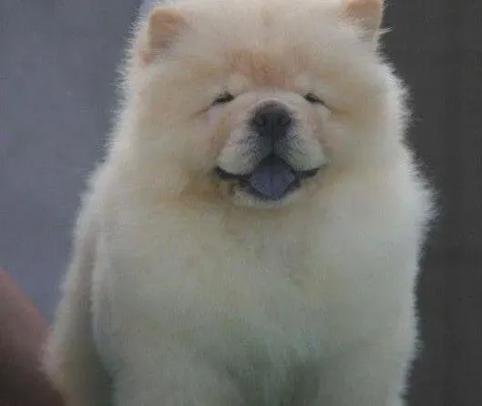 松狮犬|带着宠物狗自驾游  住宾馆注意事项