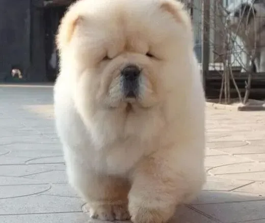 松狮犬|救命 三个月的松狮犬患上犬瘟如何医治