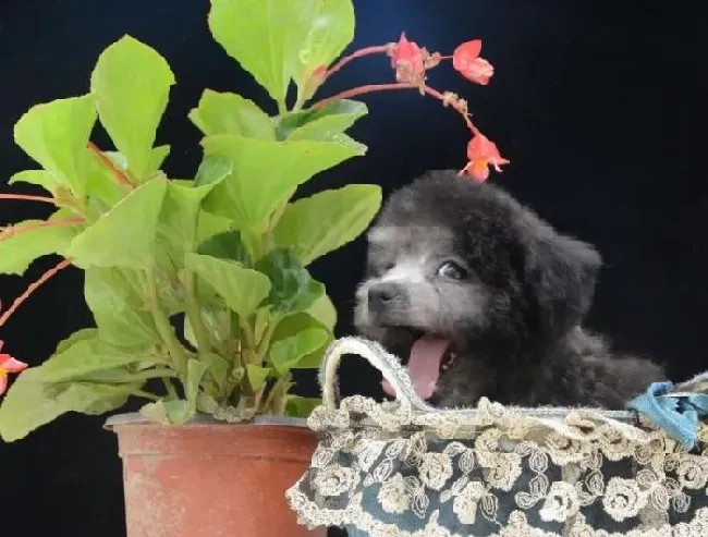 贵宾犬|错误的喂养方式会诱发贵宾犬的哪些疾病