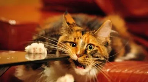 缅因猫吃什么消炎药 哪些疾病得吃消炎药 | 缅因猫