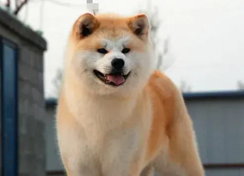 秋田犬|预测秋田犬母犬排卵日期的最有效方法及手段