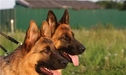 德国牧羊犬训练方法和步骤 可以用诱发引导来训练 | 德国牧羊犬