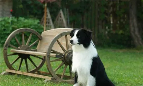 边境牧羊犬可训练性 可训练性是很大的 | 边境牧羊犬