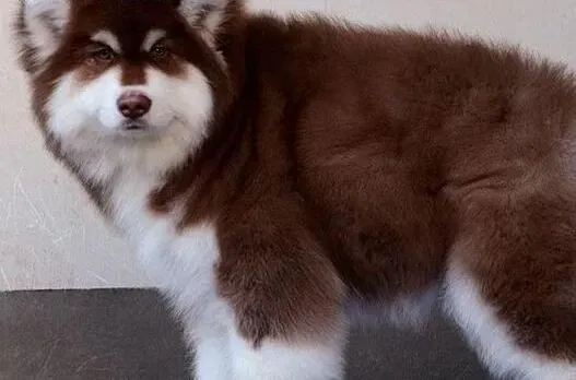阿拉斯加犬|为什么五谷对阿拉斯加雪橇犬无益处