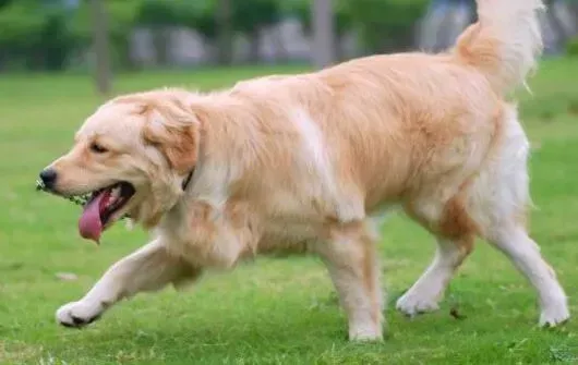 金毛|金毛犬吃完骨头呕吐有没有事