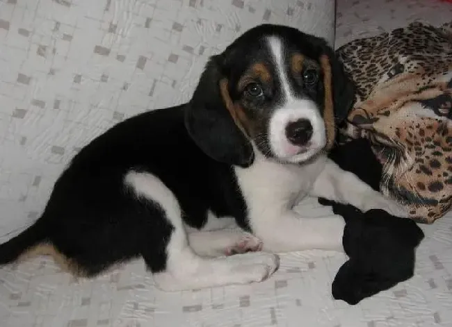 比格犬|喂养大百科之如何照顾年幼的比格犬