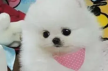 博美犬|教你博美犬的毛皮光亮蓬松的方法