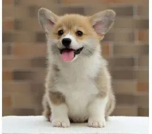 柯基犬|轻松训练让柯基犬成为电视“明星”