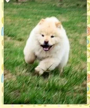 松狮犬|松狮犬常见八种疾病的治疗方法