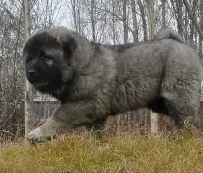 高加索犬|针对高加索偏食的对策