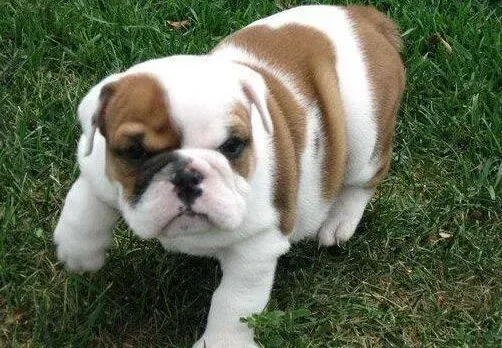 英国斗牛犬|斗牛犬可以给吃牛肝和羊肝吗