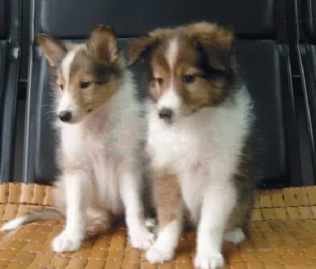 苏格兰牧羊犬|苏格兰牧羊犬感冒咳嗽一直不好怎么治疗