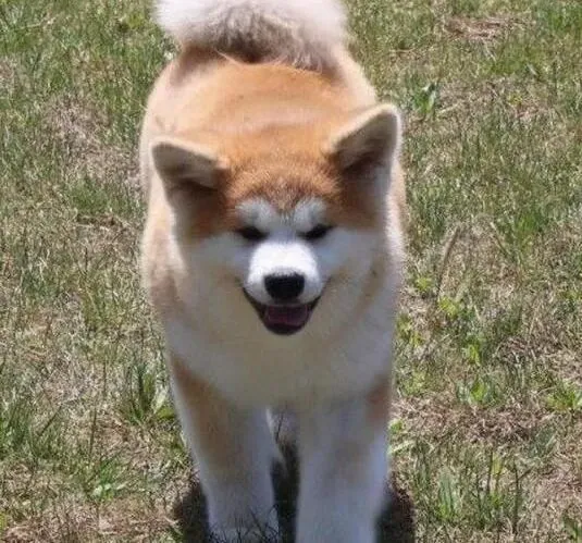 秋田犬|如何让老年秋田犬的夕阳更加红火