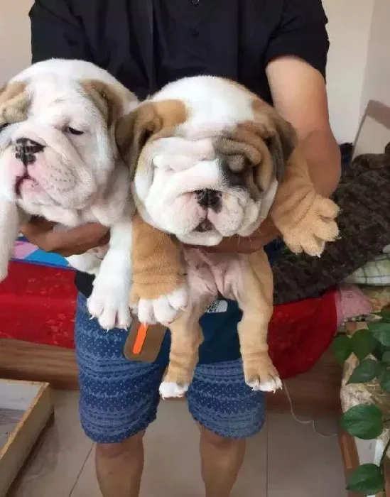 英国斗牛犬|我家斗牛犬三个月了喜欢乱咬东西如何是好