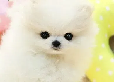 博美犬|博美犬被毛修剪的主要方法