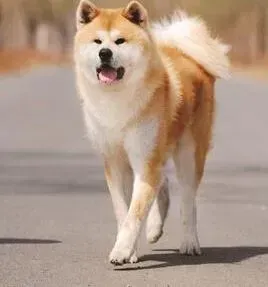秋田犬|训练秋田犬的最基本方法以及步骤