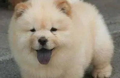 松狮犬|我家松狮犬怀孕40天了请问可以洗澡吗