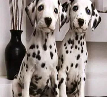 斑点狗|怎样对斑点狗幼犬进行呼名训练