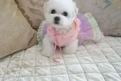 比熊犬|比熊犬吃生肉的好处与坏处各占多少