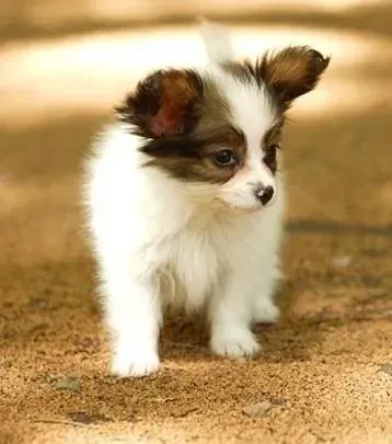 蝴蝶犬|蝴蝶犬没有精神，眼睛发红是怎么了