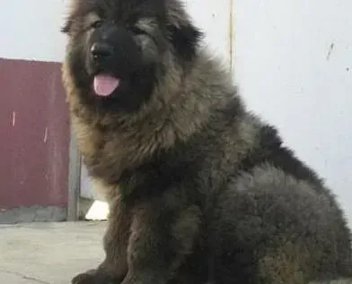 高加索犬|一个多月大的高加索犬怎么养